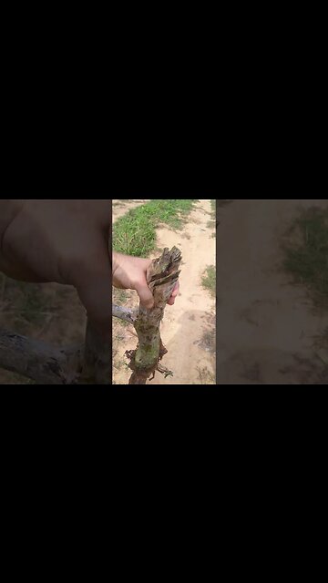 The Old Trunk of a Thai EGGPLANT Bush!