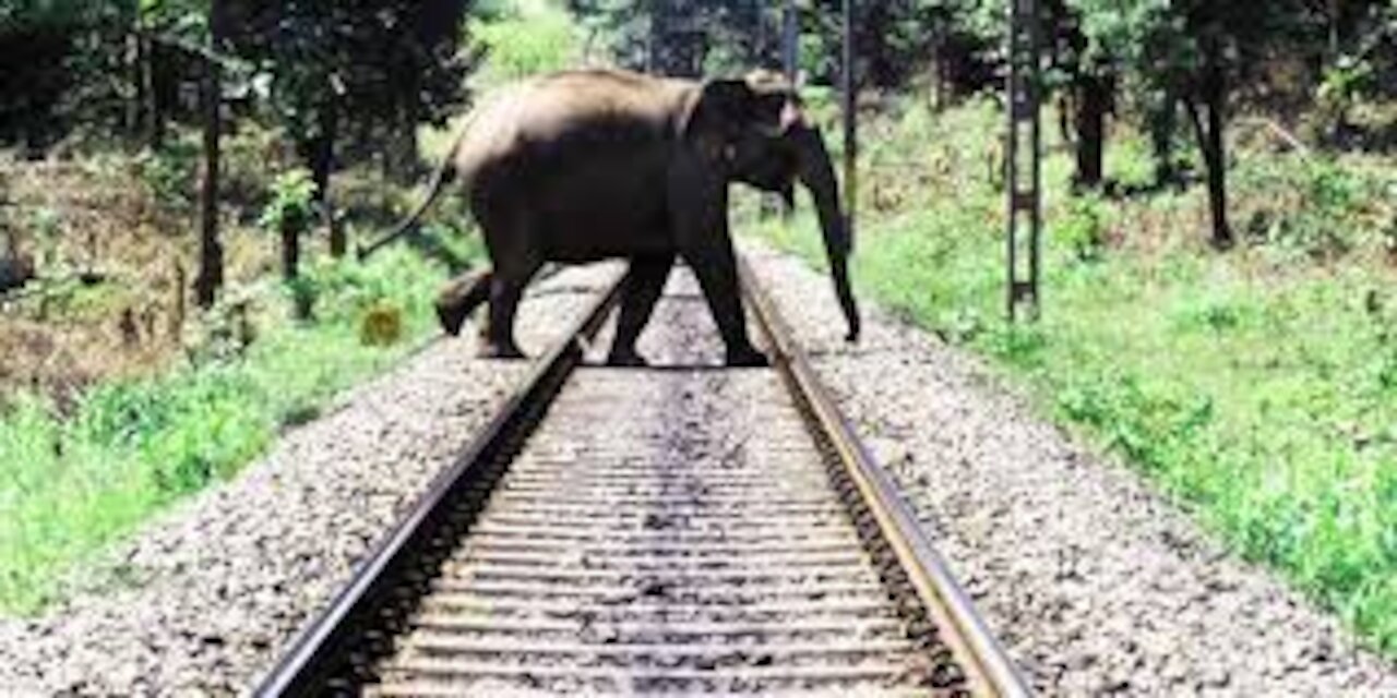 Train vs Animals