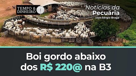 Boi gordo abaixo dos R$ 220@ na B3 para outubro recua em 7 praças pecuárias