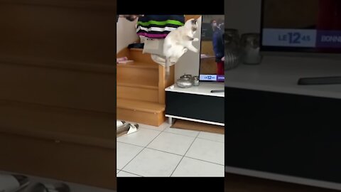 top funny cats videos