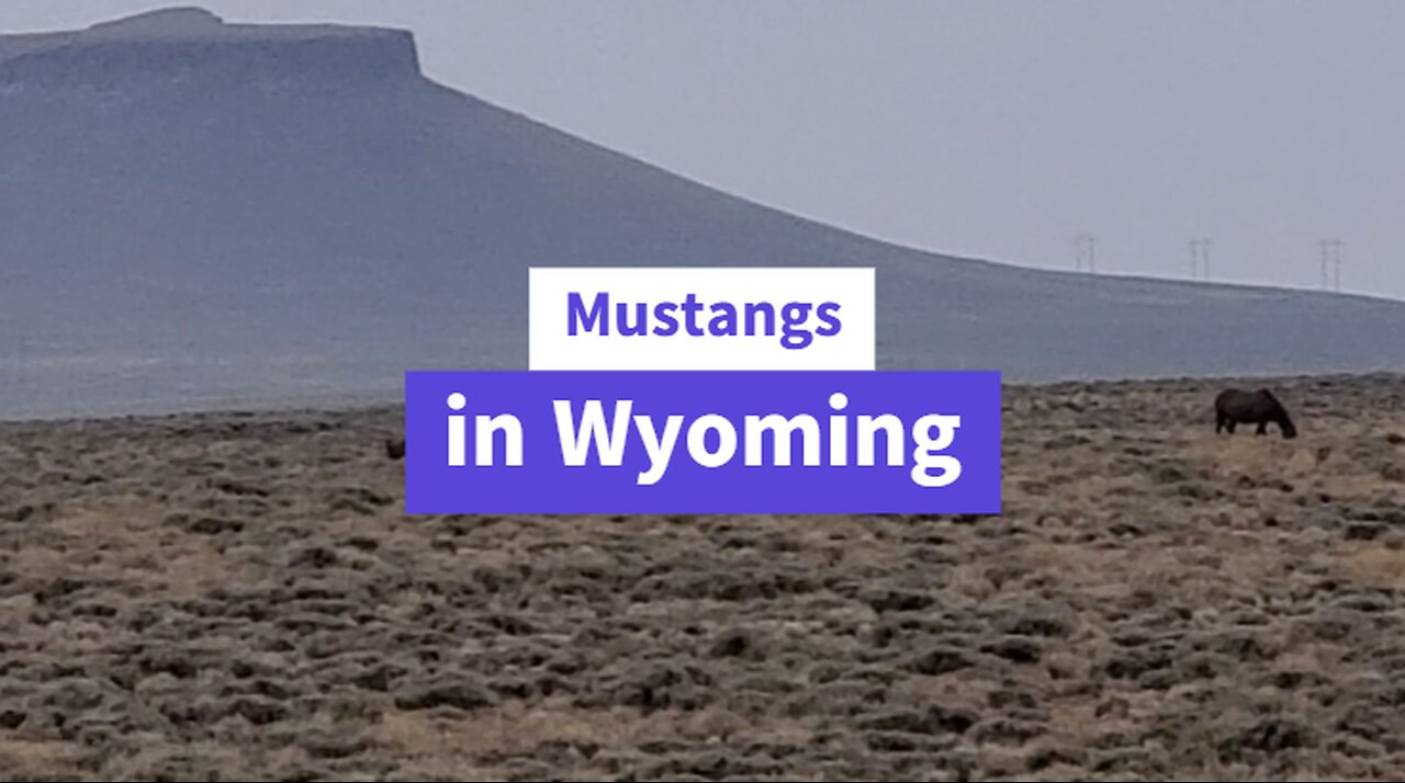 Wild Horses in Wyoming (mustangs)