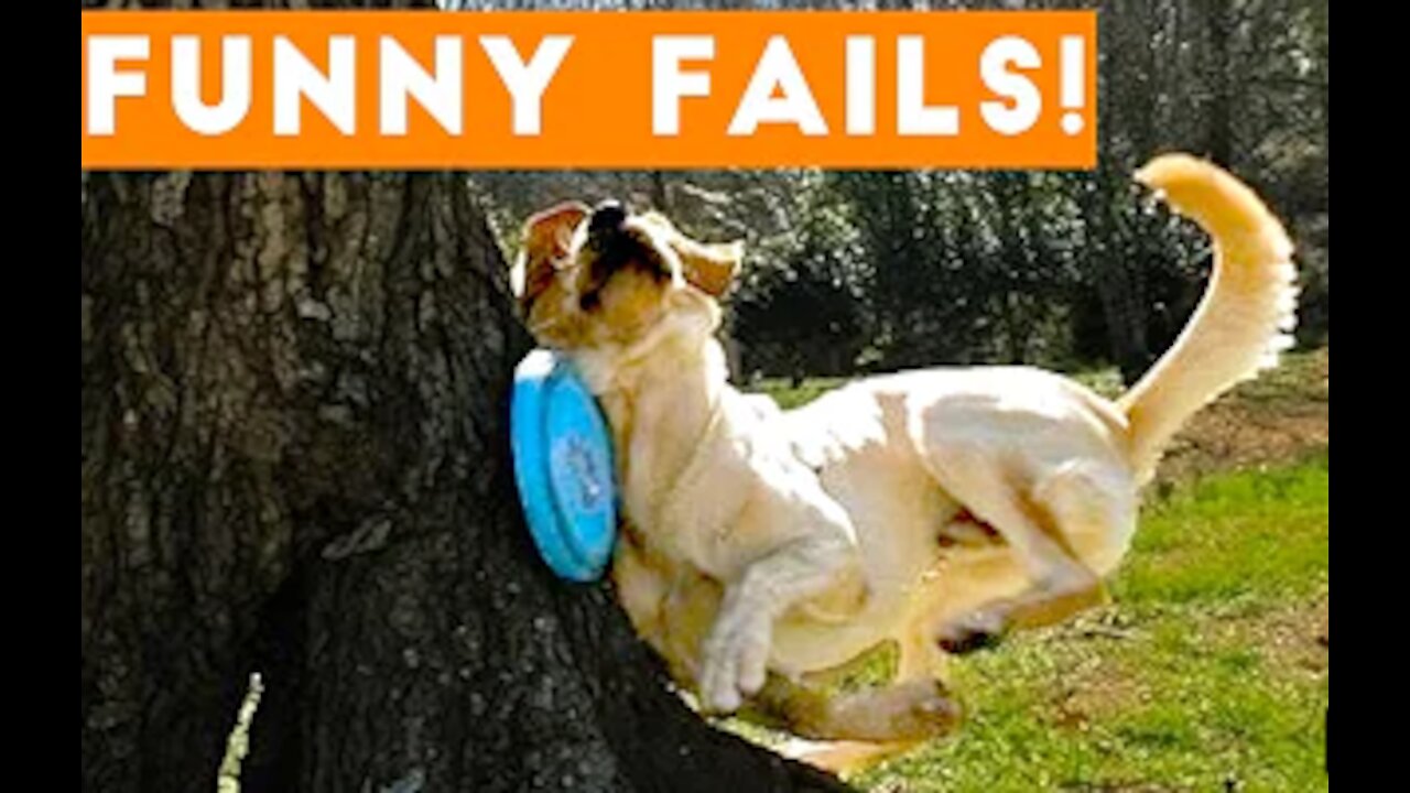 FUNNY PET FAILS! Try Not To Laugh pet compilation