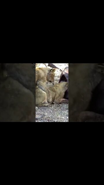 Lion Cub Tries To Play With Feeding Sibling #shorts #creativitydecoded