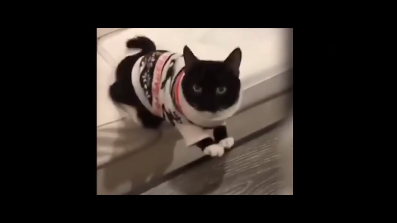 Funny animal videos,animal shorts,funny cats,funny dogs,funny shorts,funny videos,