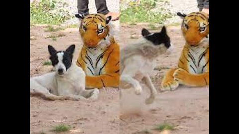 Dog Vs Fake Tiger Prank Video. Try to stop laugh