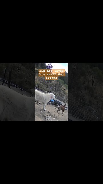 Young maremma loves his small friend ❤️