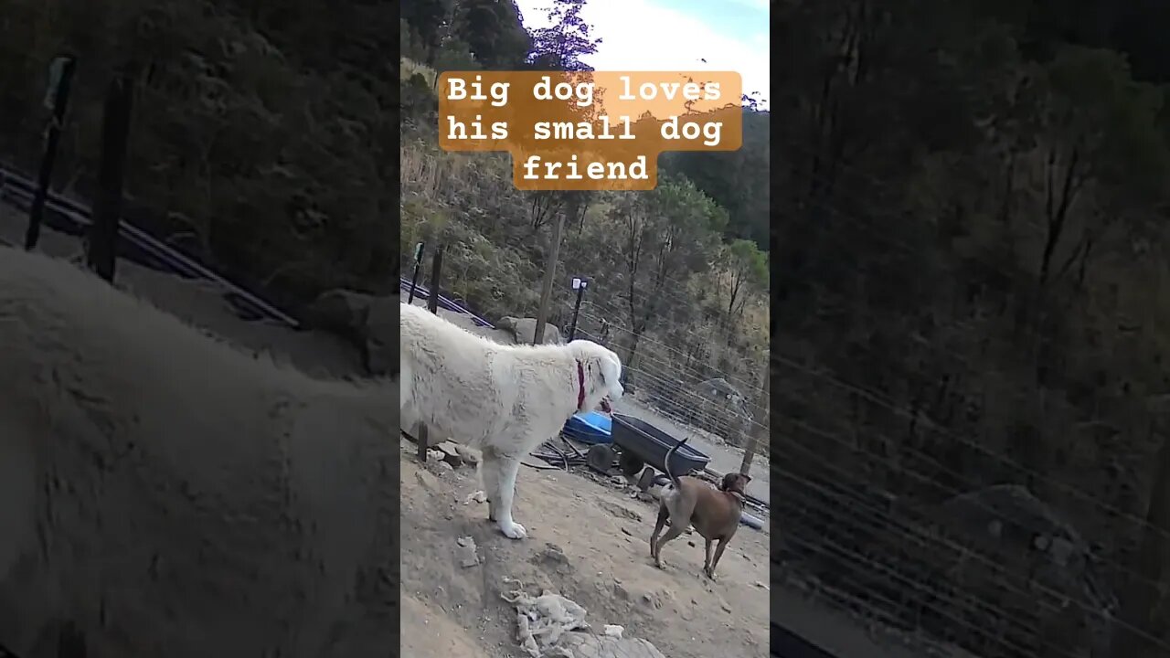 Young maremma loves his small friend ❤️