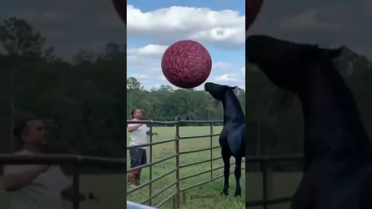 Cavalo Jogando Bola 🤩🐴😻 #shorts