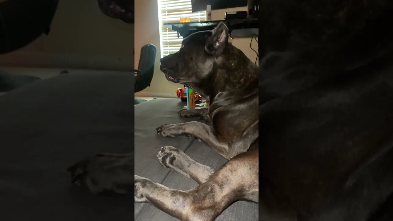 Cane Corso Reacts to God of War Ragnarök Song! 😅