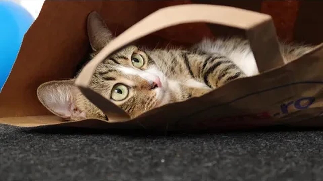 Funny Cat Loves to Sit in a Paper Bag