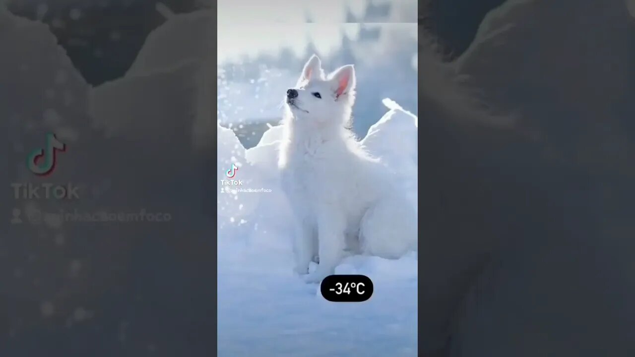 Cachorros no frio ao redor do mundo