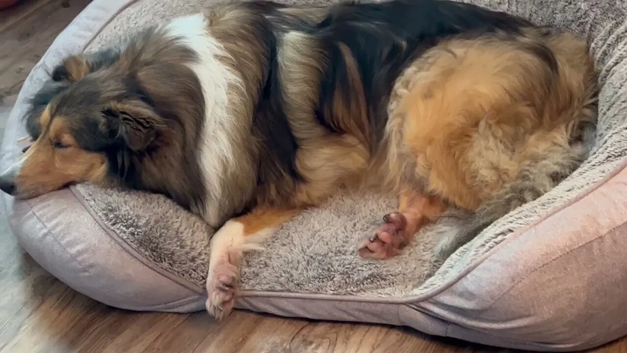 Sleepy Sheltie after a long day at the hotel.