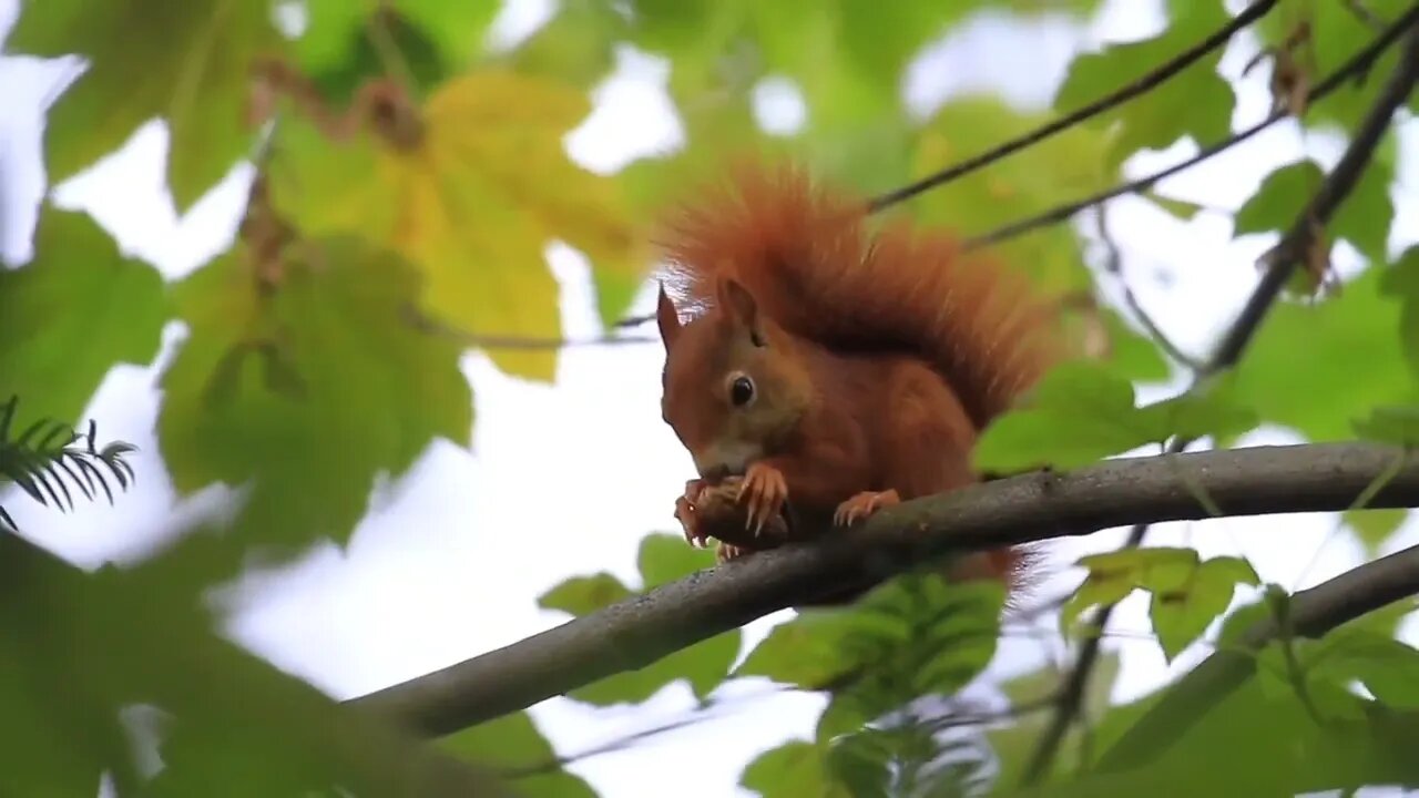 Red squirrel eating a nut