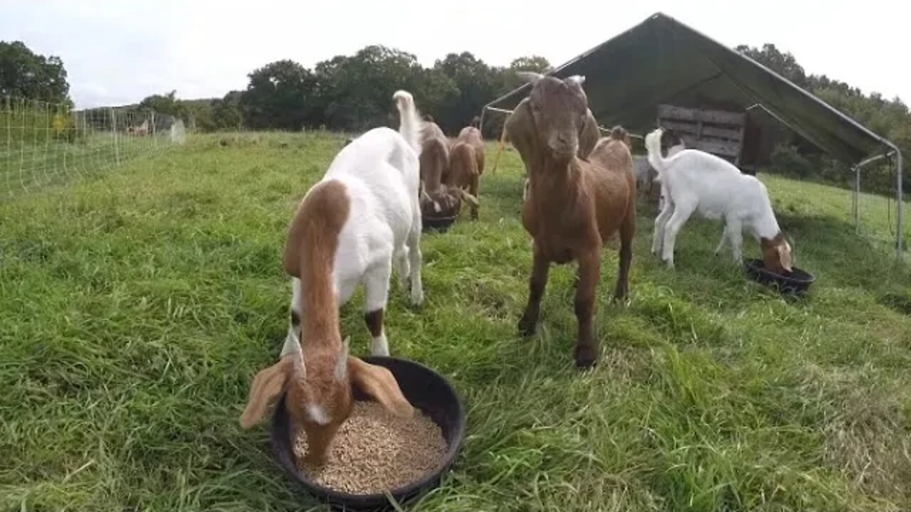 Meat goats headed to auction