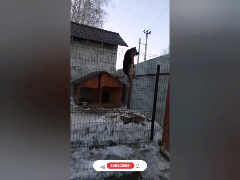 The dog jumps above the fence