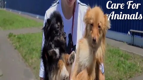 Two Dogs Lets Outside Of Grocery Store Are So Happy Someone Came Along