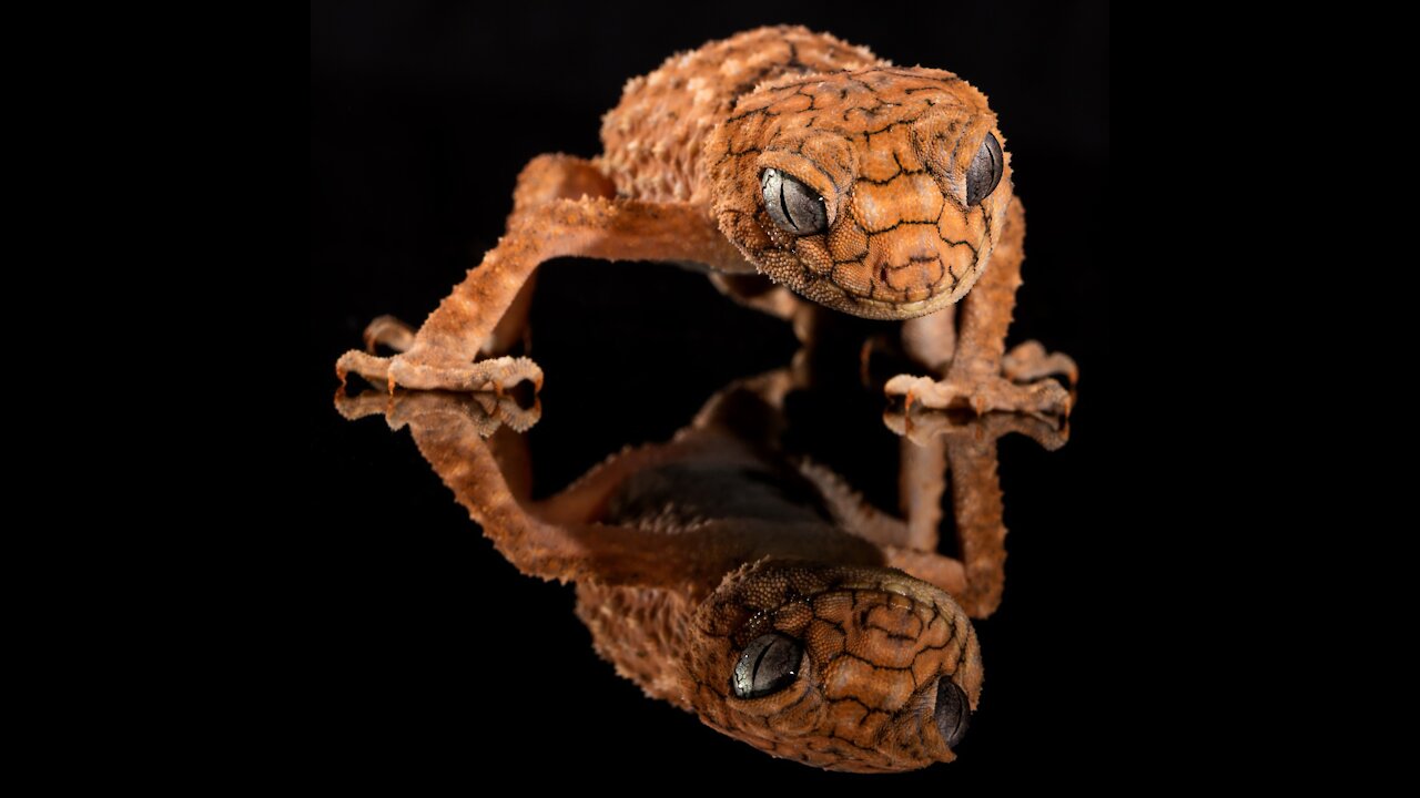 Gecko or reptile on a trunk closeup shot