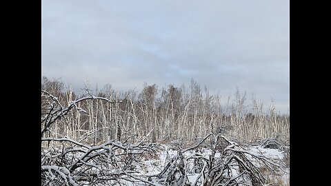 Birch Forest Trekking in Fairbanks, Alaska in October 2023