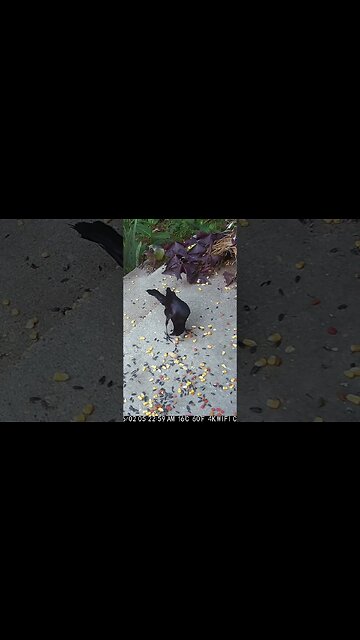 A Grackle Grabs A Peanut! 🥜