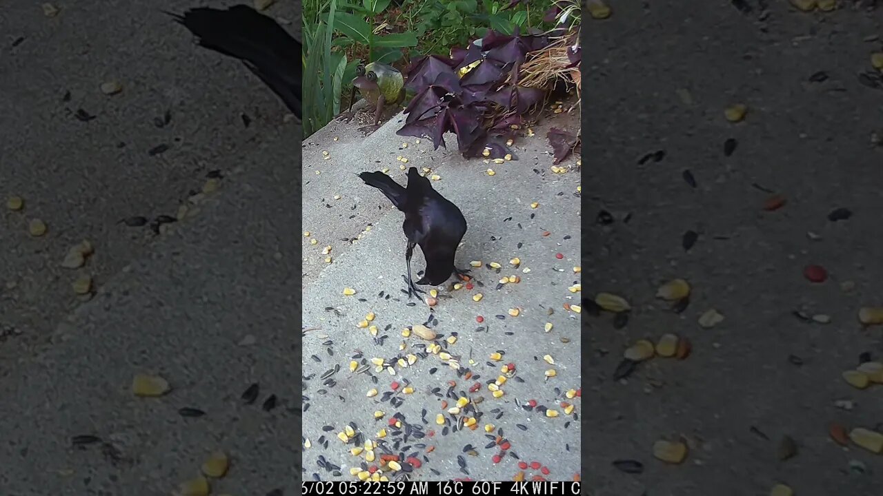 A Grackle Grabs A Peanut! 🥜