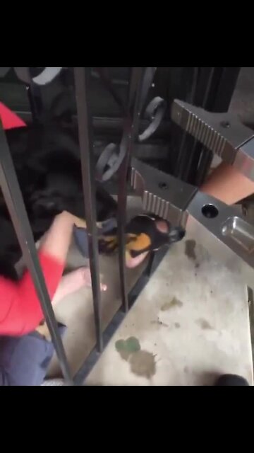 TFD crews rescue dog stuck in gate using “Jaws of Life”