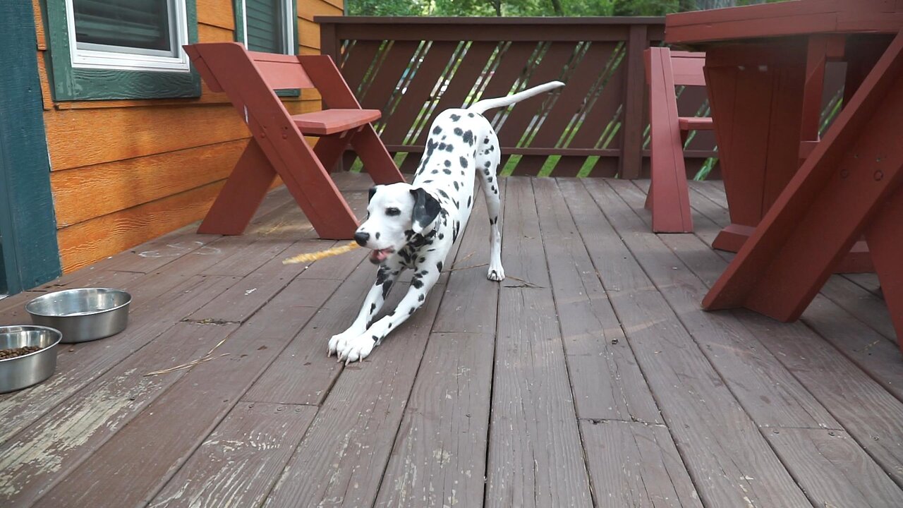 Luna at Yemassee KOA in South Carolina