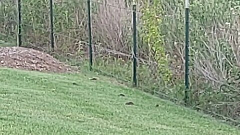 mouse vole mole shrews? Bryan Texas June 24, 2022