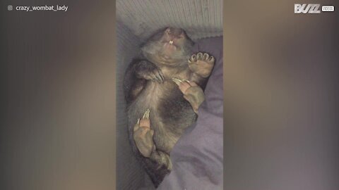 Un petit wombat se remet totalement d'une attaque de renard