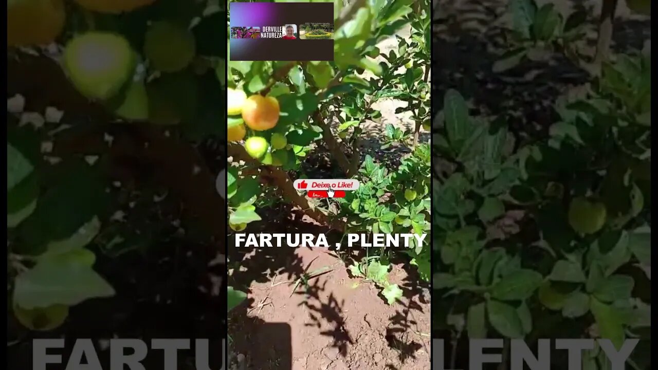 NATUREZA, FRUTAS E FRUTOS MUITA FARTURA, NATURE, FRUITS AND FRUITS A LOT OF PLENTY #shorts