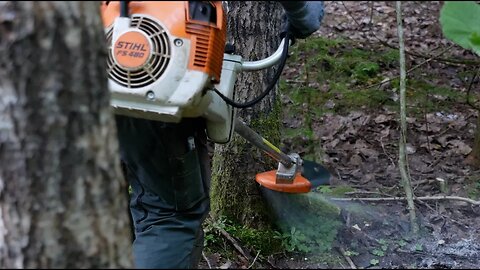 Felling Large Tree With Brush Cutter