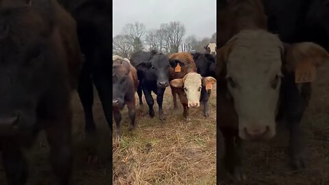 Look at all these pretty girls (& maybe a steer or two!) #cattle #farm #ranch #farmlife #ranchlife