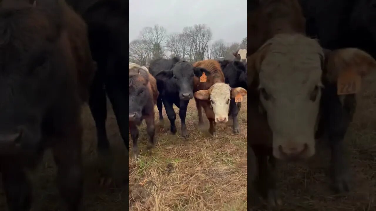 Look at all these pretty girls (& maybe a steer or two!) #cattle #farm #ranch #farmlife #ranchlife