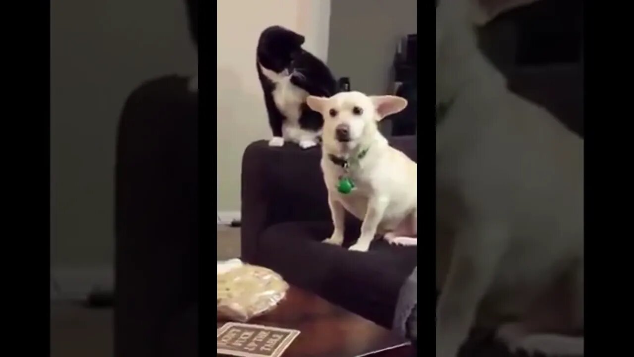 If this cat were boss of this dog...it may sound like this!