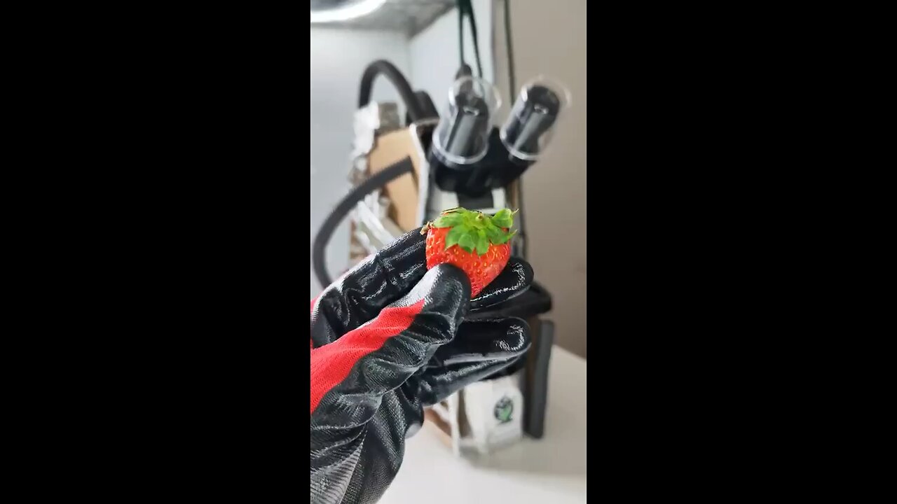 This is what a strawberry look like under a microscope.