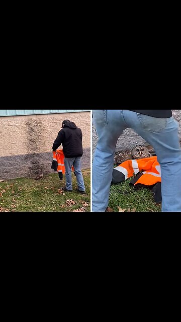 City Workers Use Their Jackets to Rescue Injured Owl