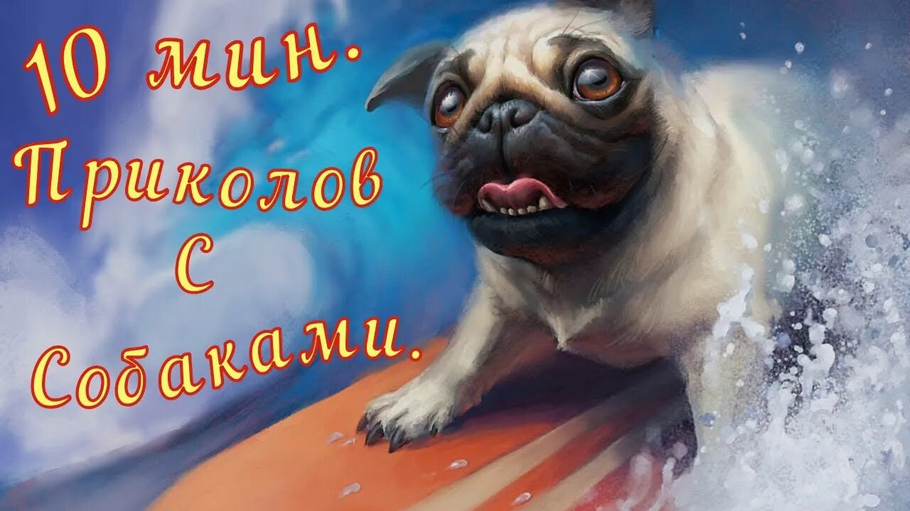 Смешные Собаки 20 Funny Dogs Юмор