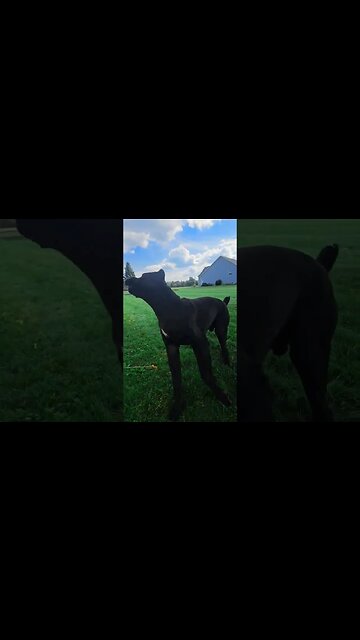 Cane Corso "STAY" Work #short #dog