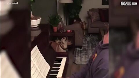 Un chien à la voix d'ange accompagne son maître au piano