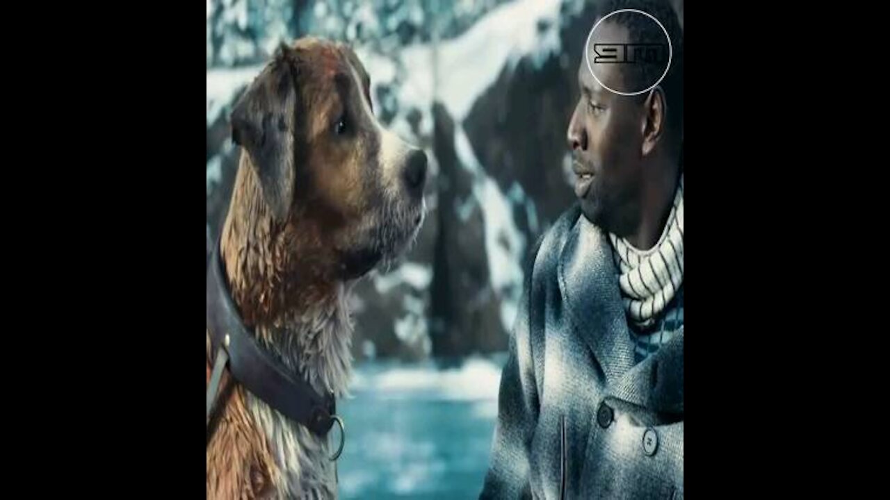 Dogs are man's most faithful friends: Amazing scene
