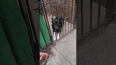 Lonely Caged Dog gets roasted pork snack...then this happened..🤭