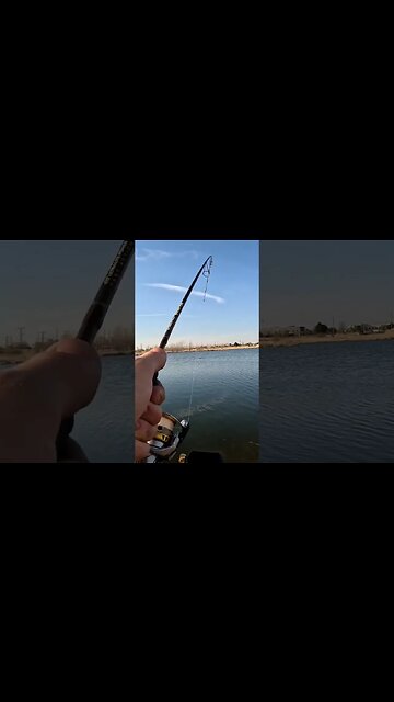 I Waited a While for this Fish #shorts