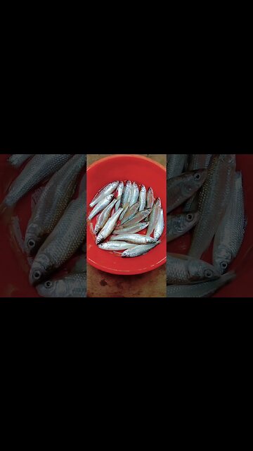 yummy fish😍😍😍😍😋😋@BENGALCOOKING #shorts #youtubeshorts #viral #viralshorts #trending #trendingshorts