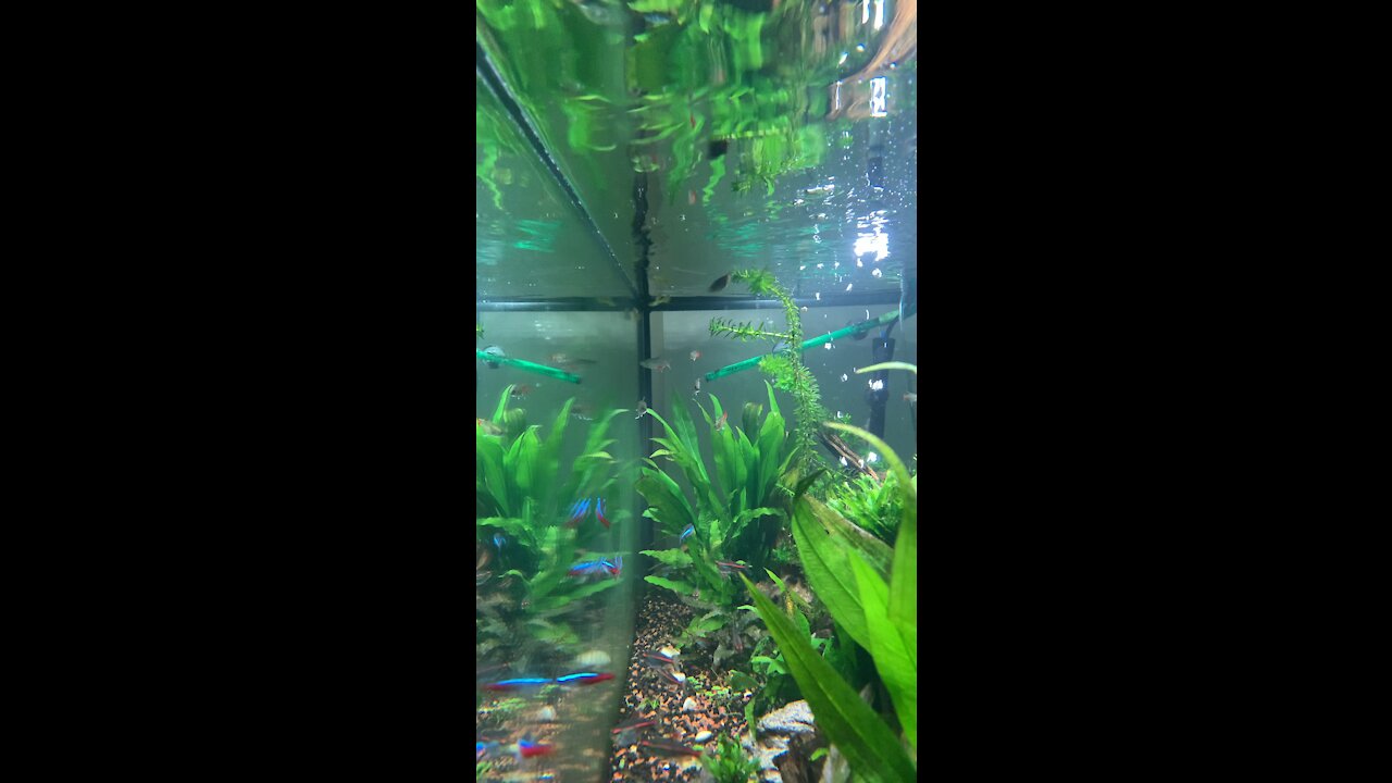 Aquarium feeding time