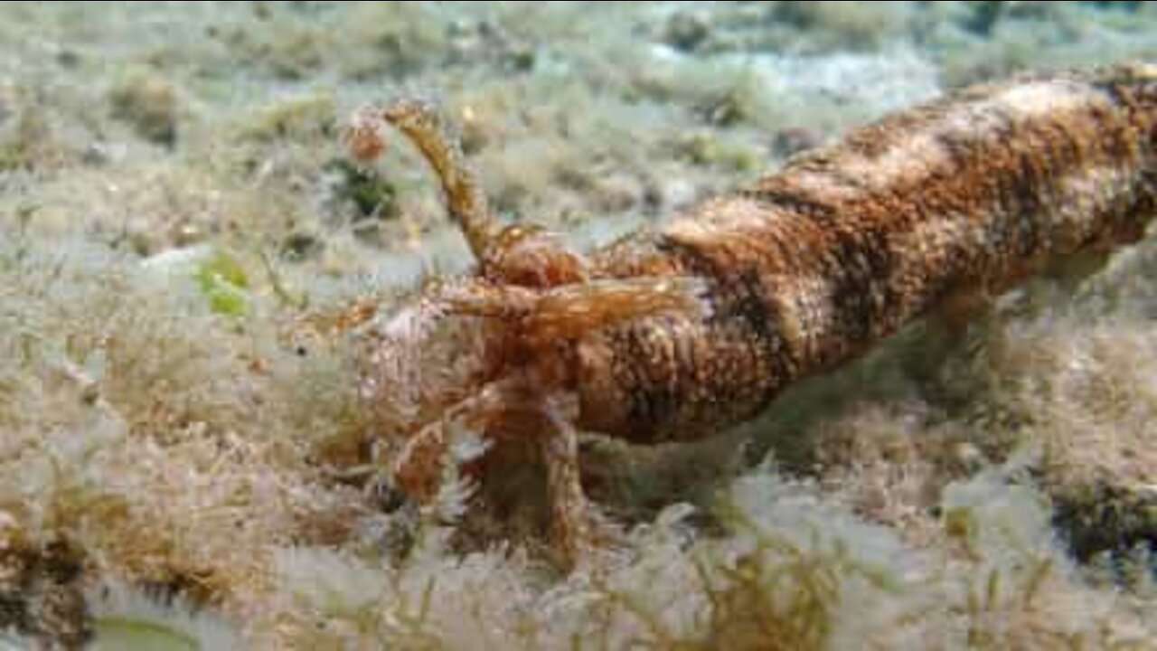 Ce monstre des mers a des tentacules qui lui sortent de la bouche