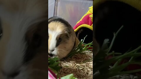 Guinea pig scratching and fresh greens with Svea & Pepper