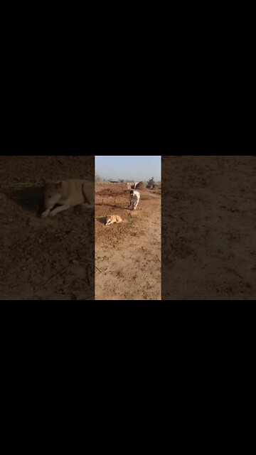 Funny moments 😂 in village 😅#Shorts #ytshorts #UbertainmentFun #Dogs #Animals #Fun