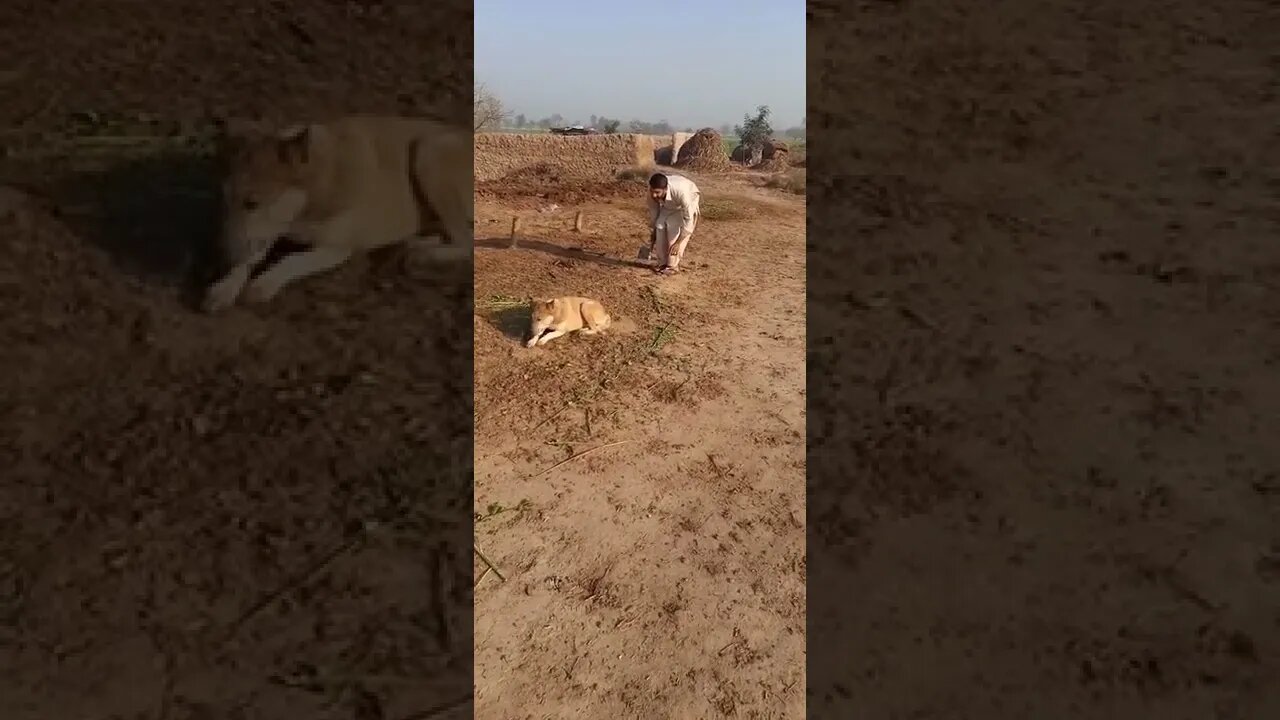 Funny moments 😂 in village 😅#Shorts #ytshorts #UbertainmentFun #Dogs #Animals #Fun