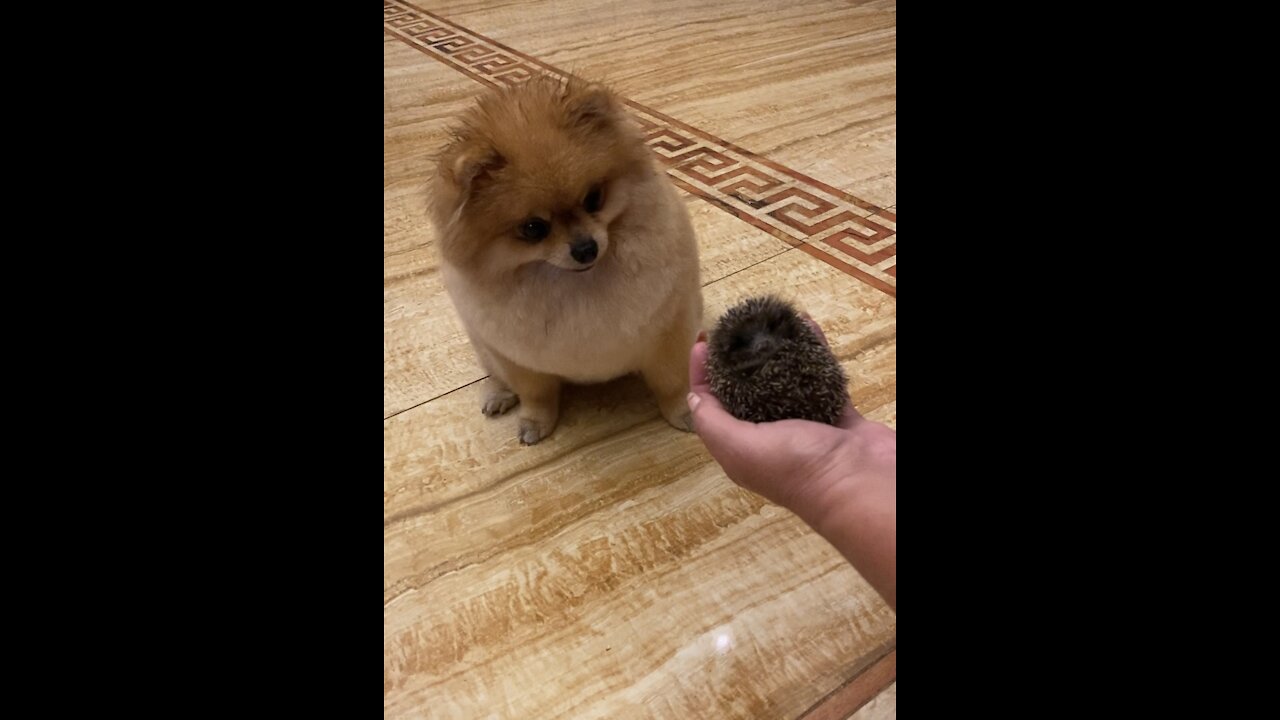spitz's attempt to make friends with a little hedgehog