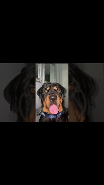 😍😍 #Shorts #rottweiler #dogs
