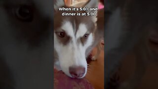 Hungry Hungry Husky